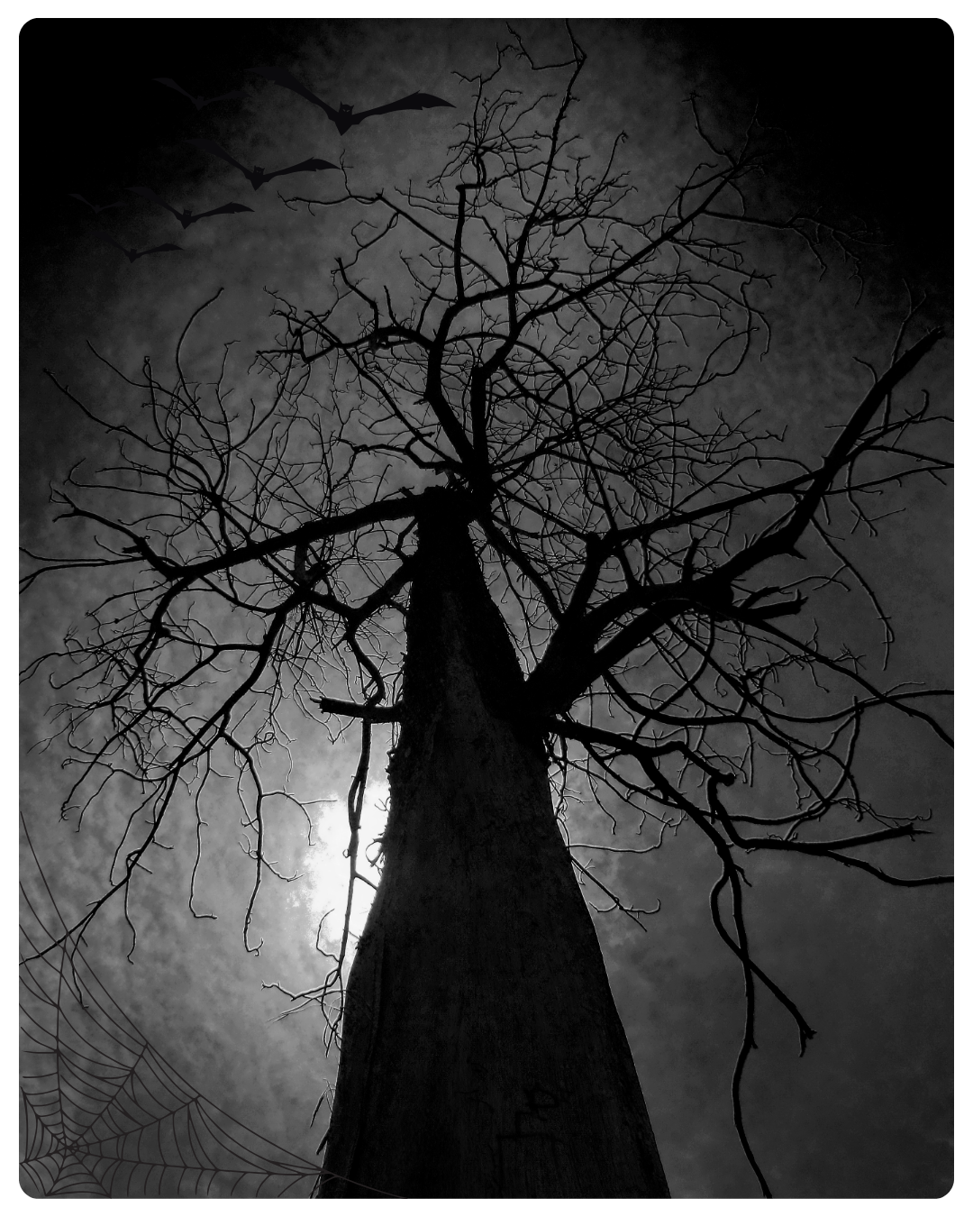 Spooky tree in silhouette